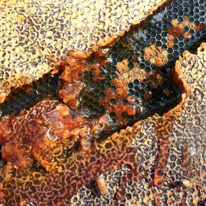 100+ MGO Manuka Honey image 6